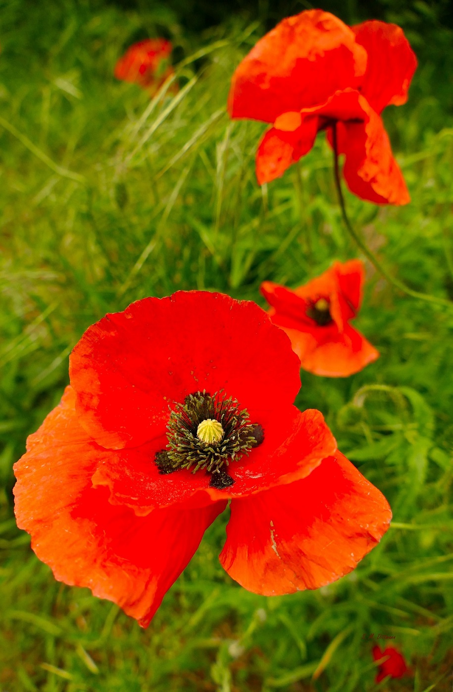 Klatschmohn
