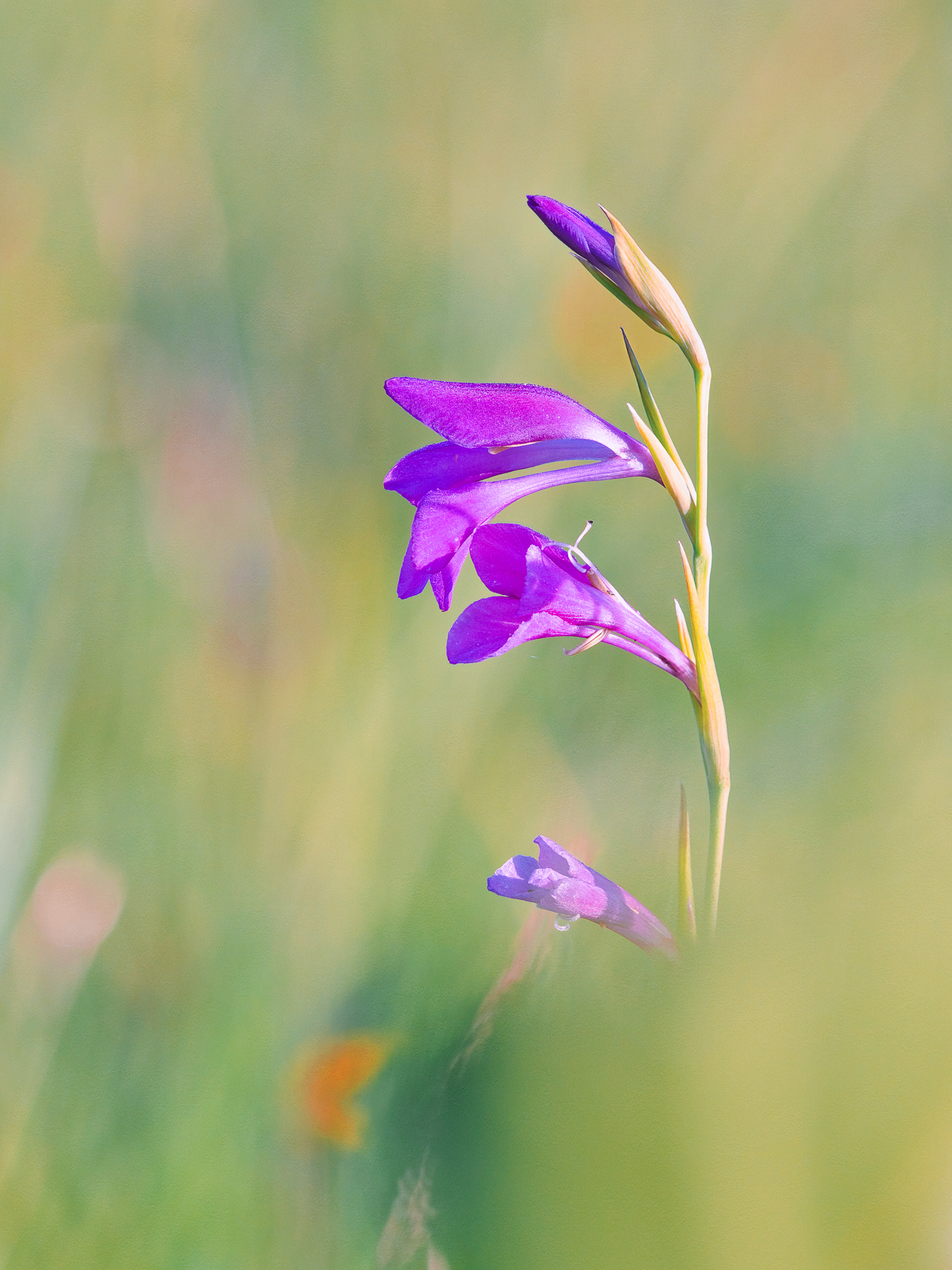 Sumpf Gladiole