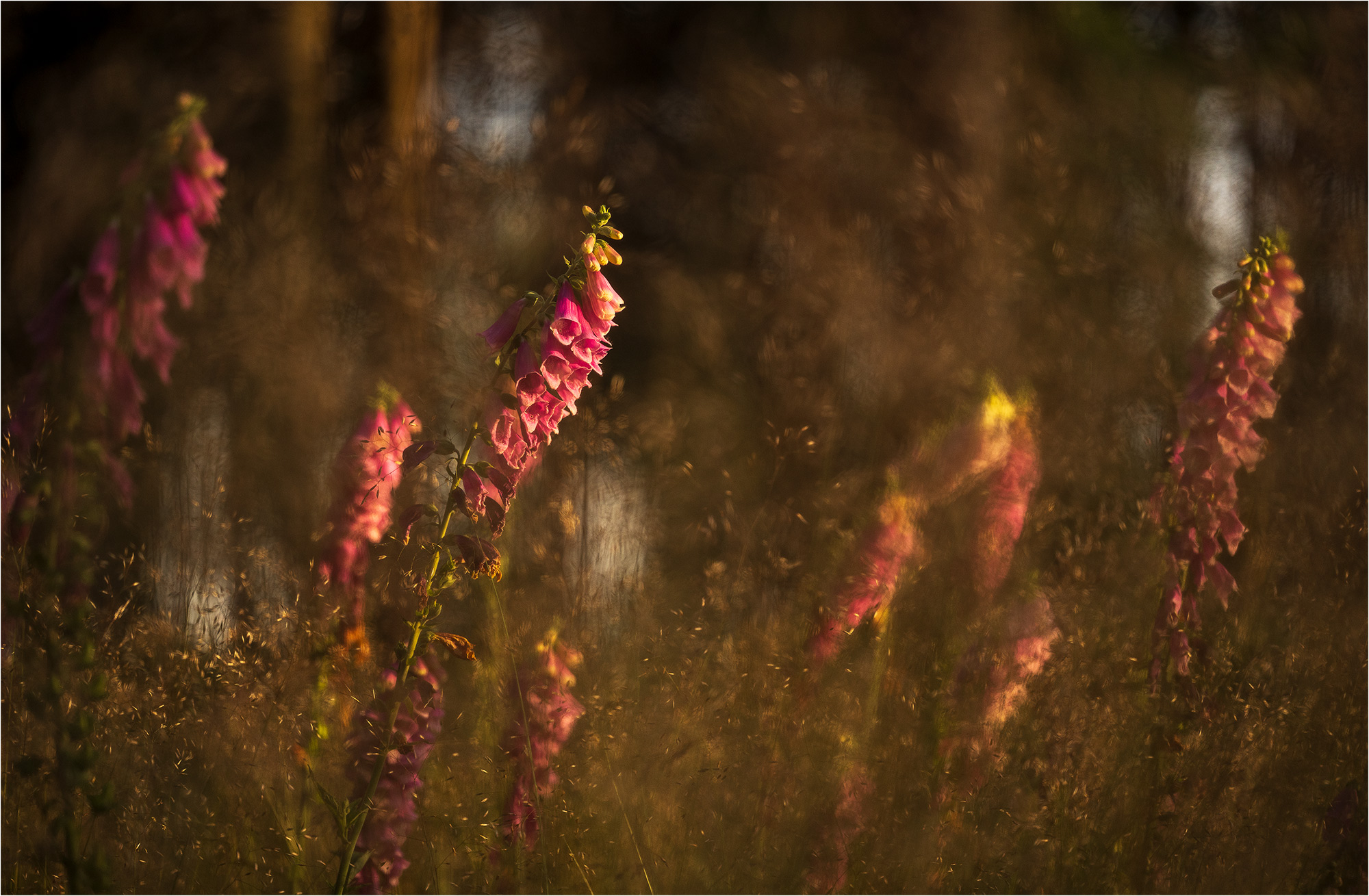 Ein heißer Sommerabend im Wald