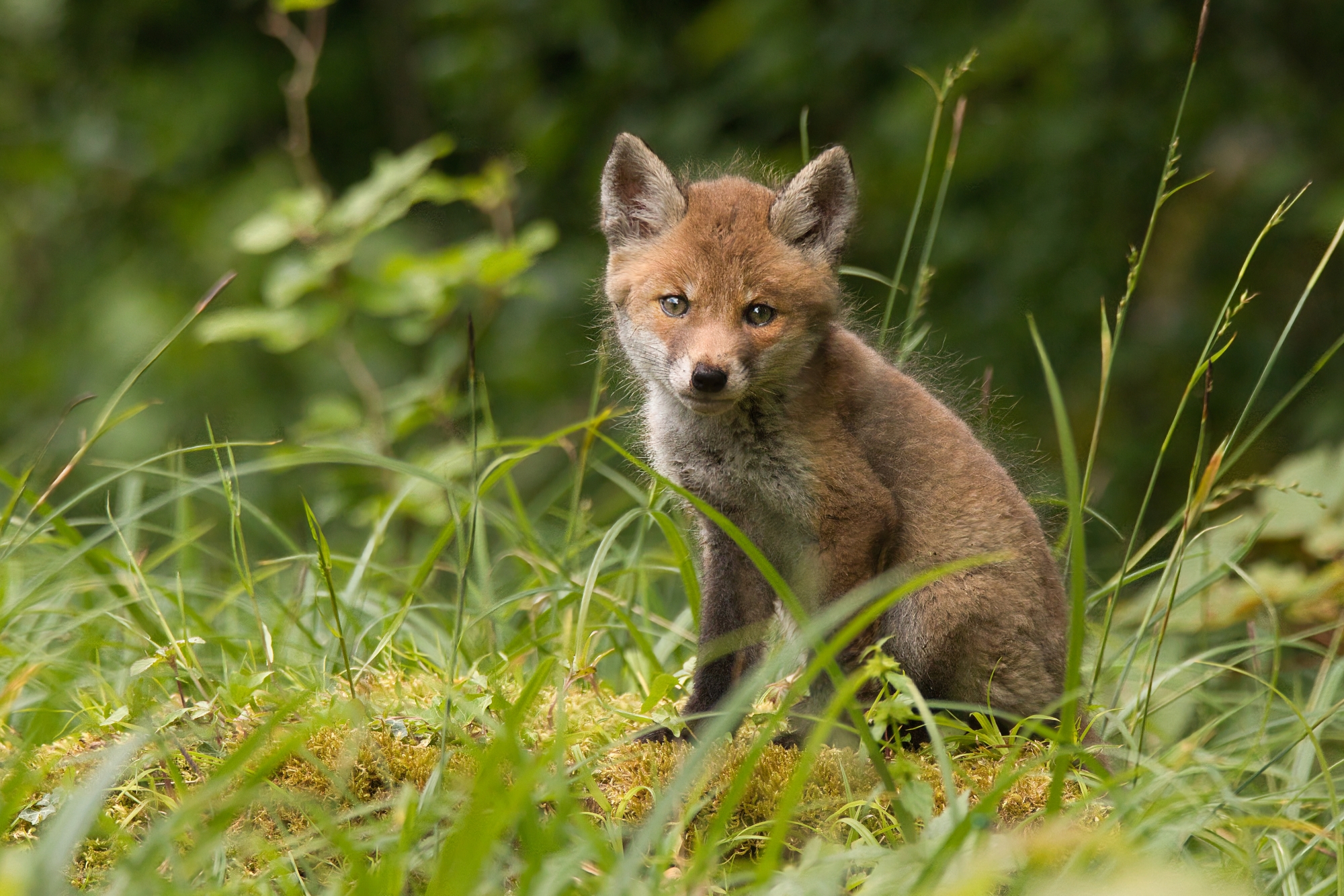 neugieriger Blick