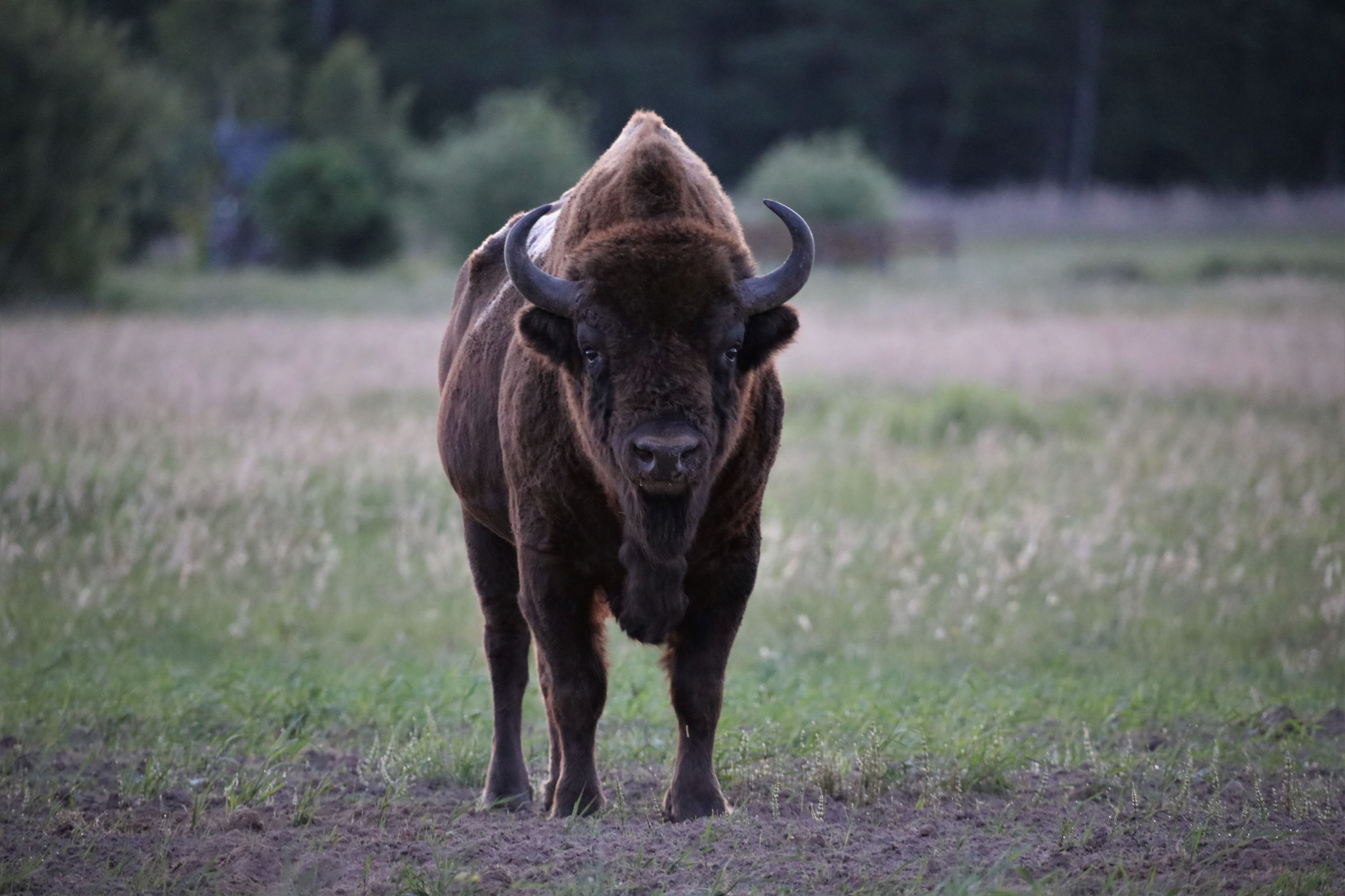 Wisent (Bison bonasus)