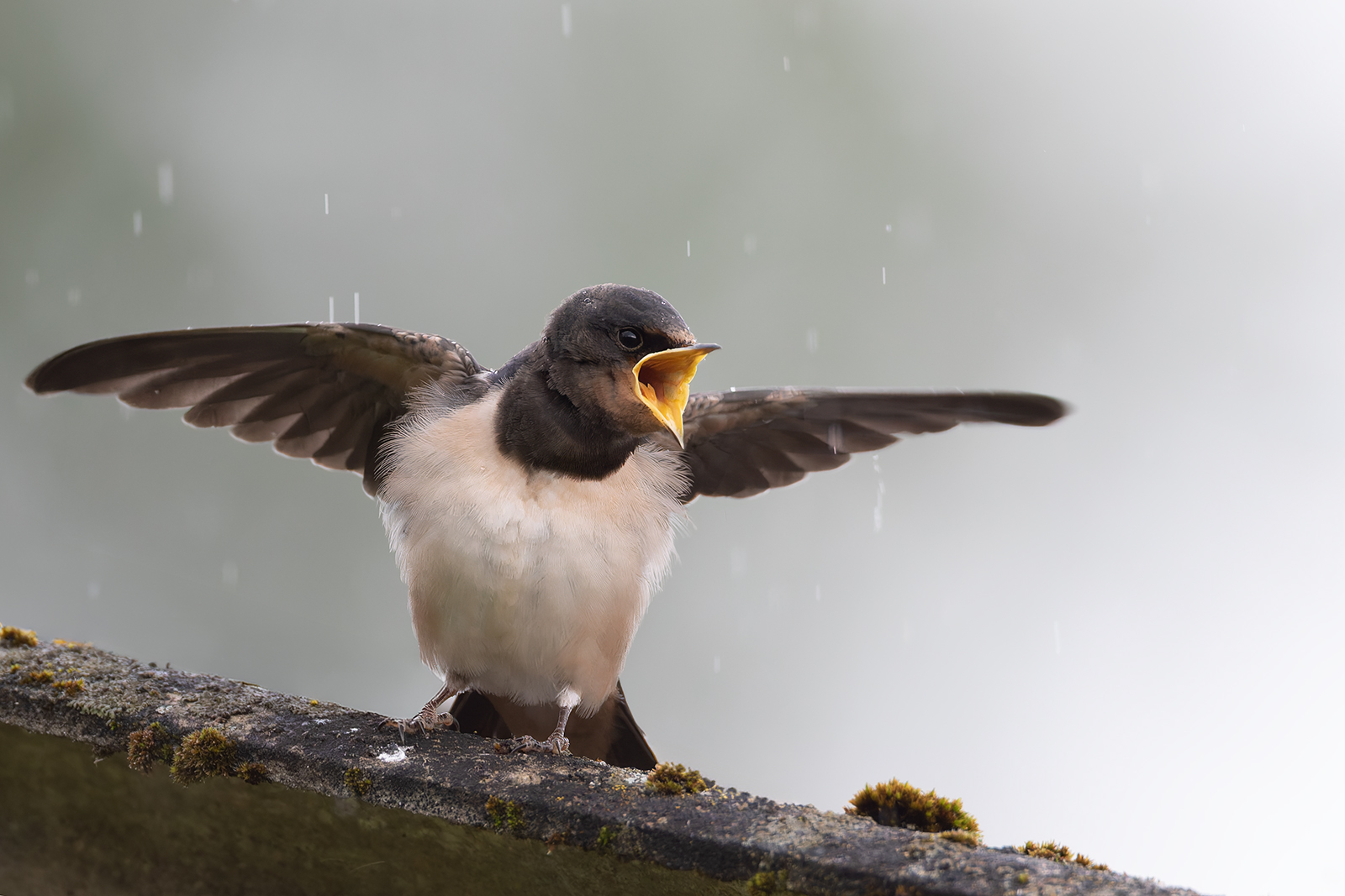 Regen