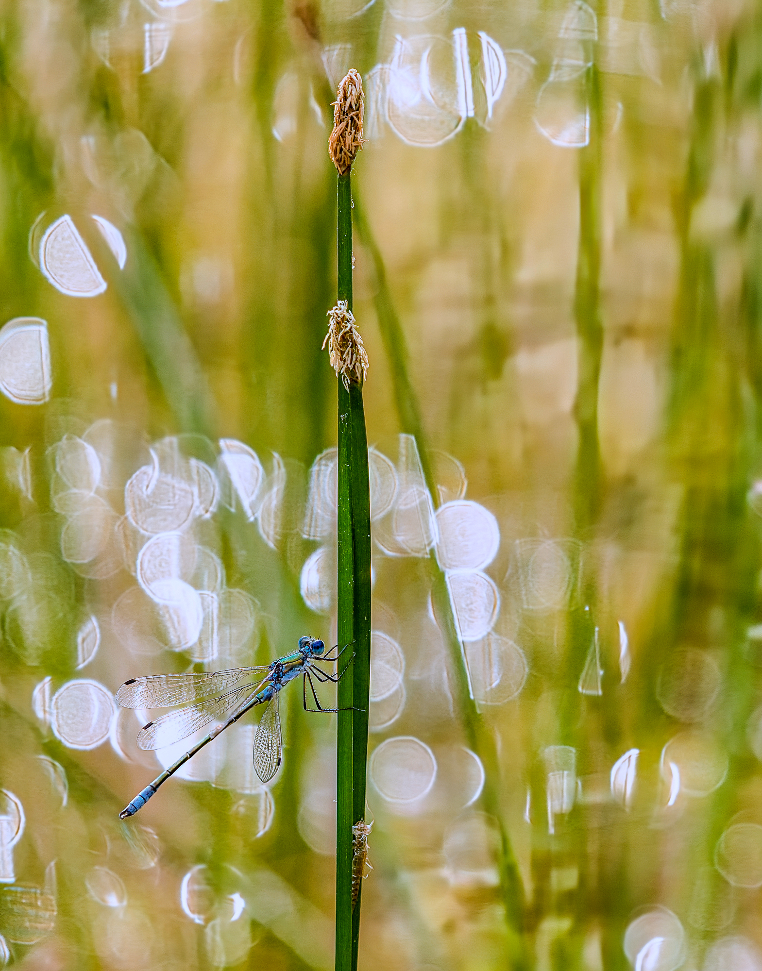 Libelle