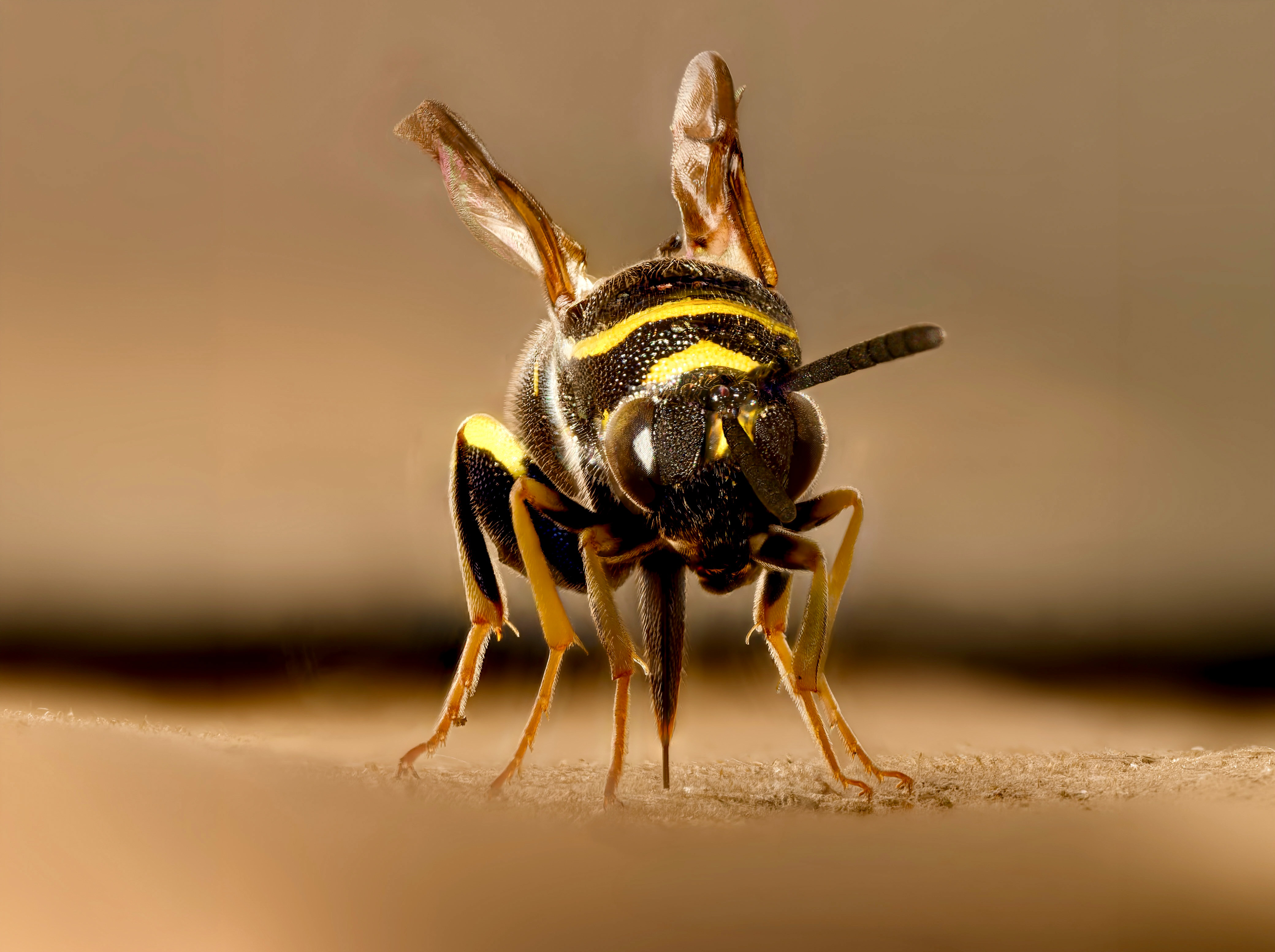Falten-Erzwespe (Leucospis dorsigera)