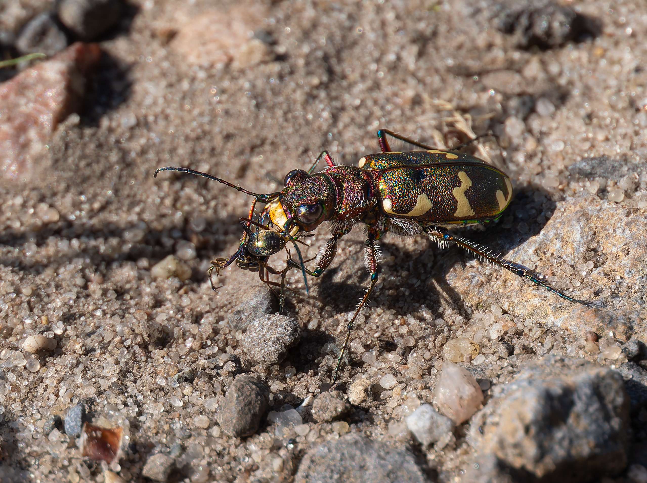 Dünen-Sandlaufkäfer (Cicindela hybrida)