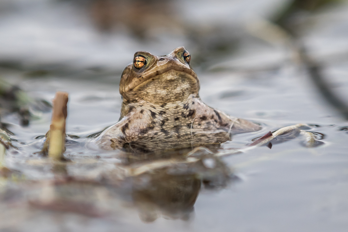 ...I am the King of the Pond....