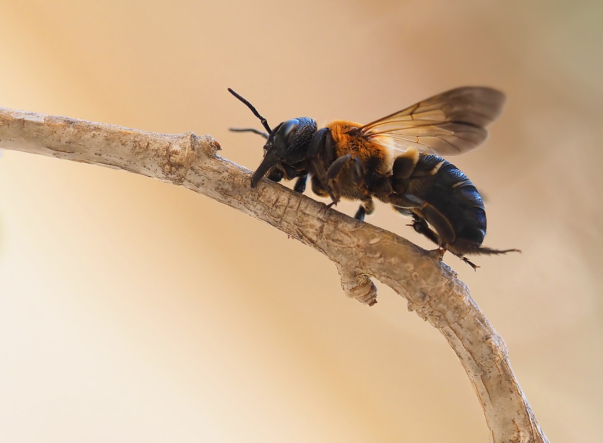 Riesenharzbiene oder Asiatische Mörtelbiene (Megachile sculpturalis) 