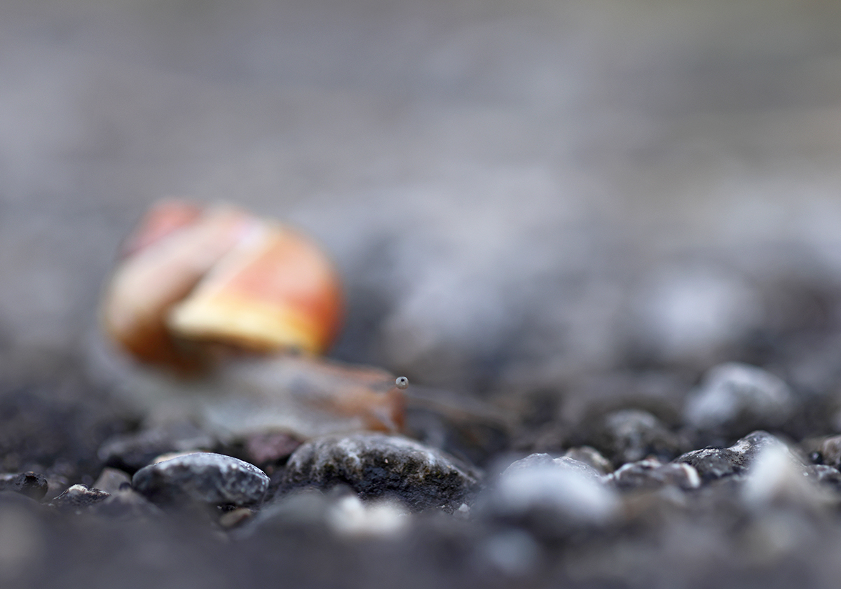nach dem Regen