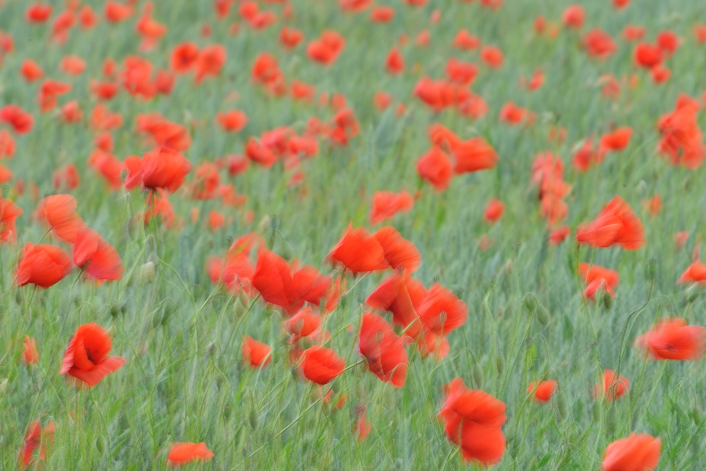 Impression in Rot ........