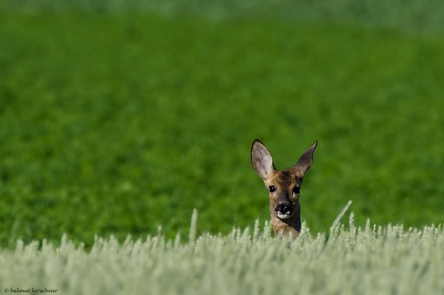 Abends im Feld