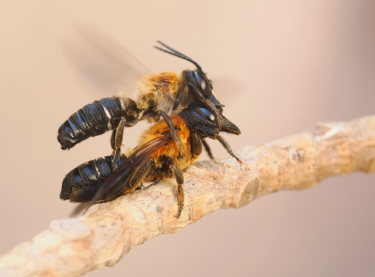 Frühlingsgefühle bei den Riesenharzbienen