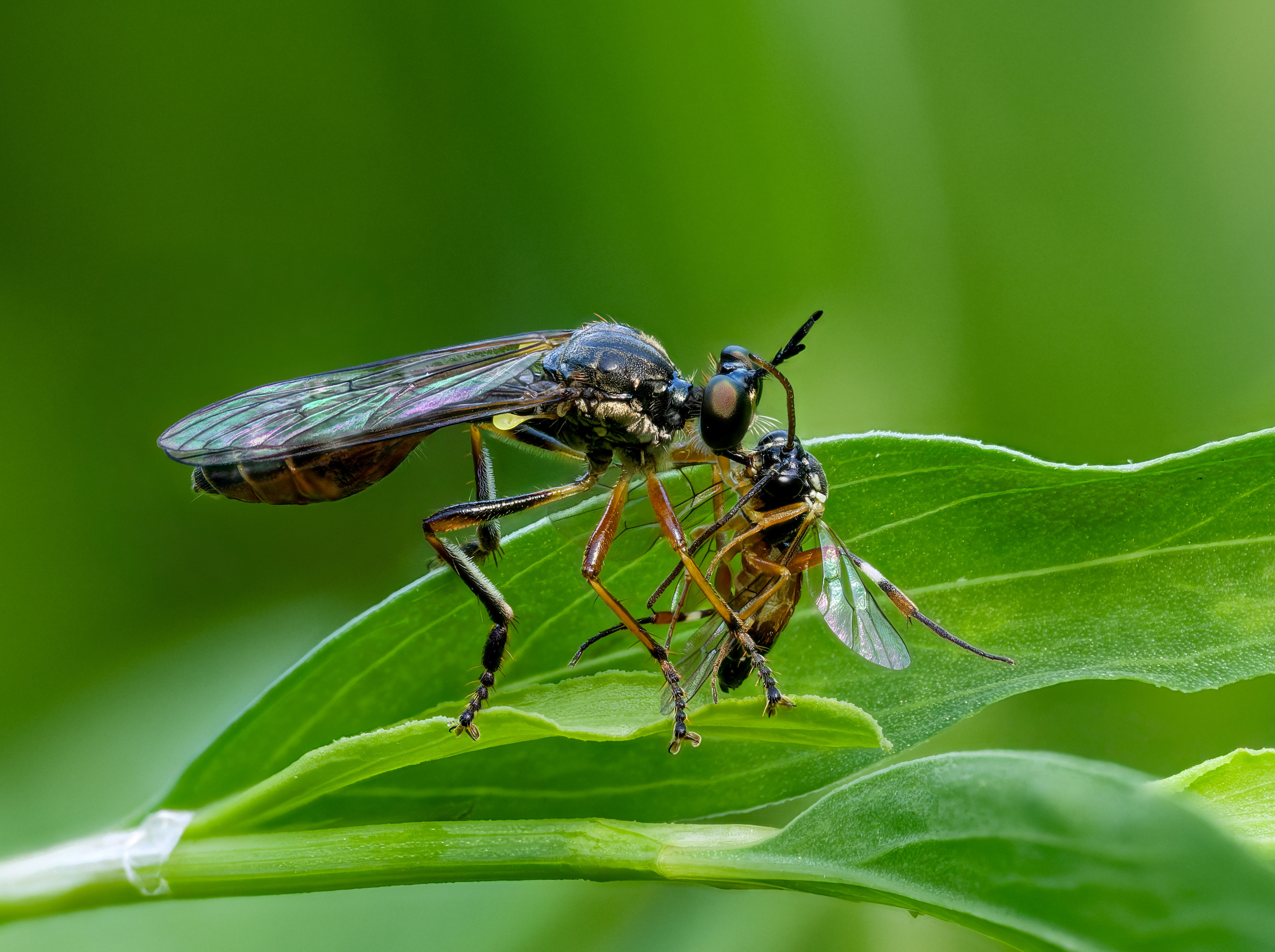 Weibliche Gemeine Habichtsfliege (Dioctria rufipes).