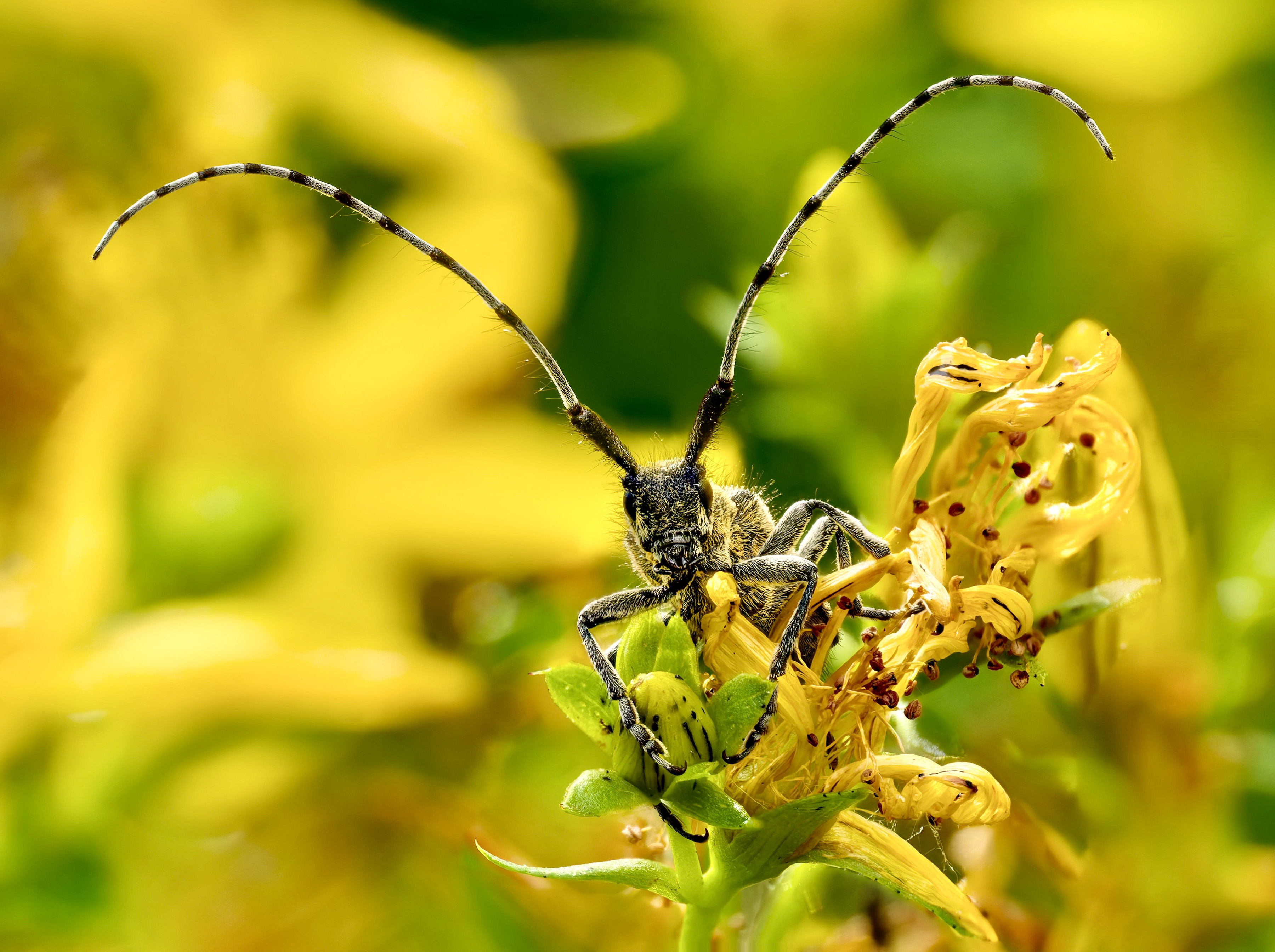 Männlicher Scheckhorn-Distelbock (Agapanthia villosoviridescens)