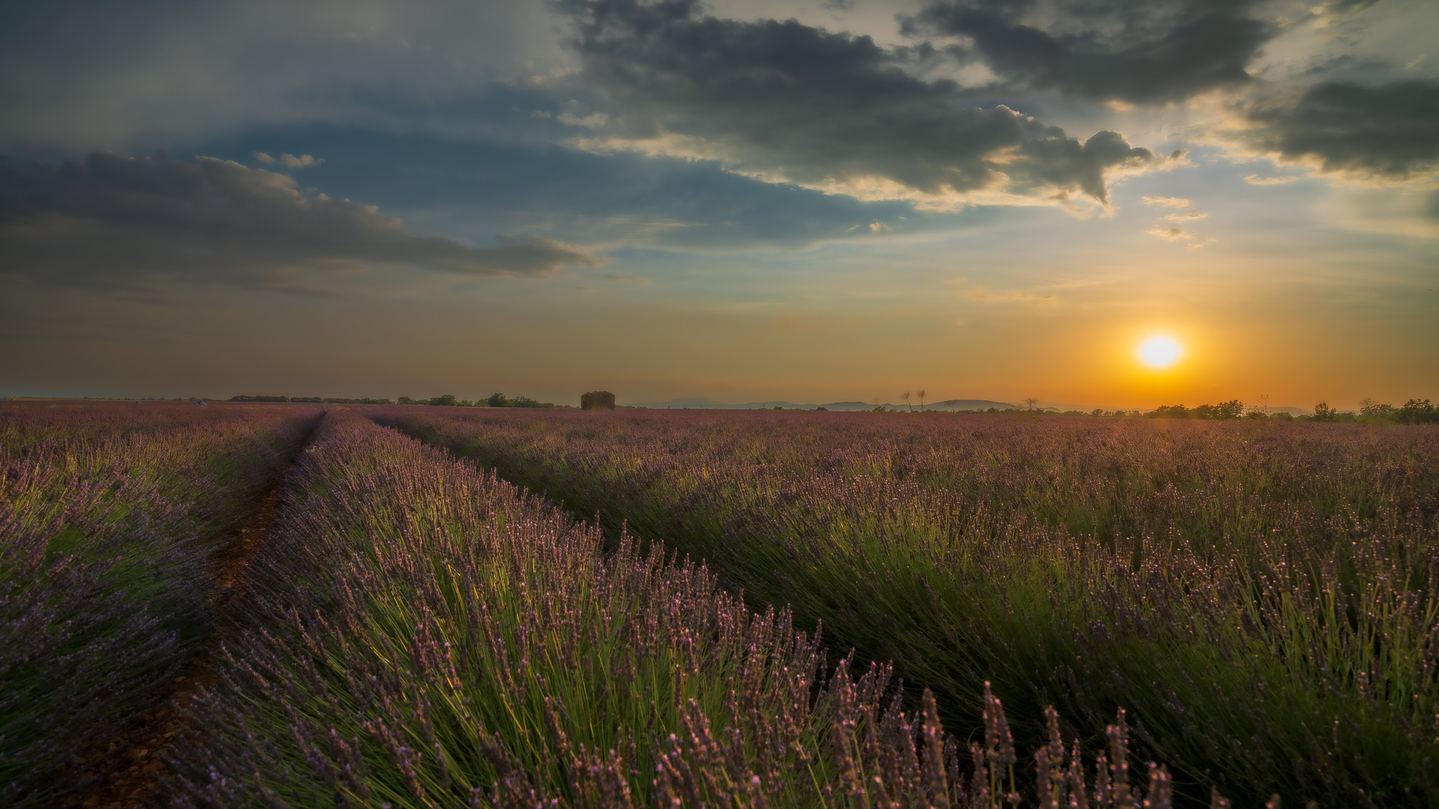 Lavendelfeld in der Provence