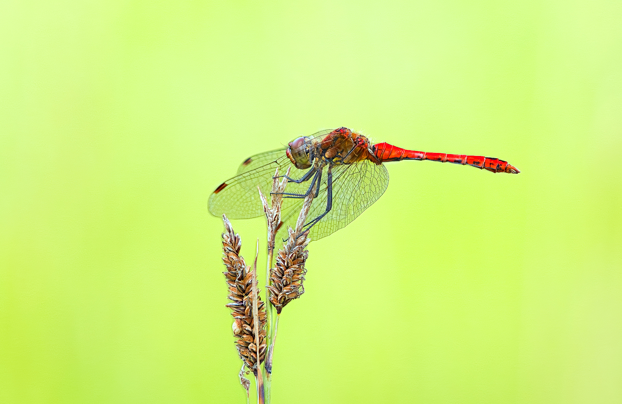 Blutrote Heidelibelle