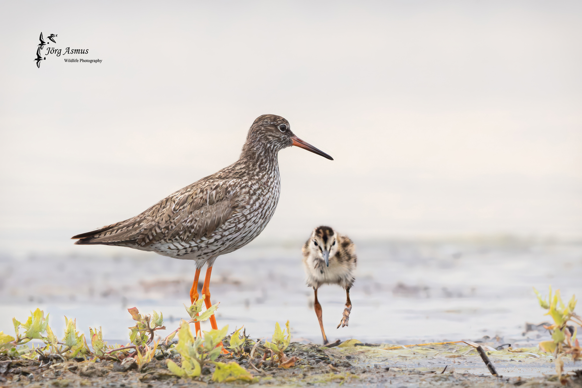 Rotschenkel mit seinem Nachwuchs auf der Insel Öland