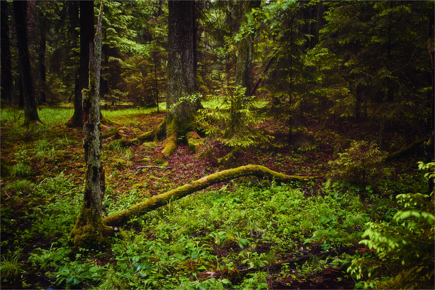 Denn im Wald ....