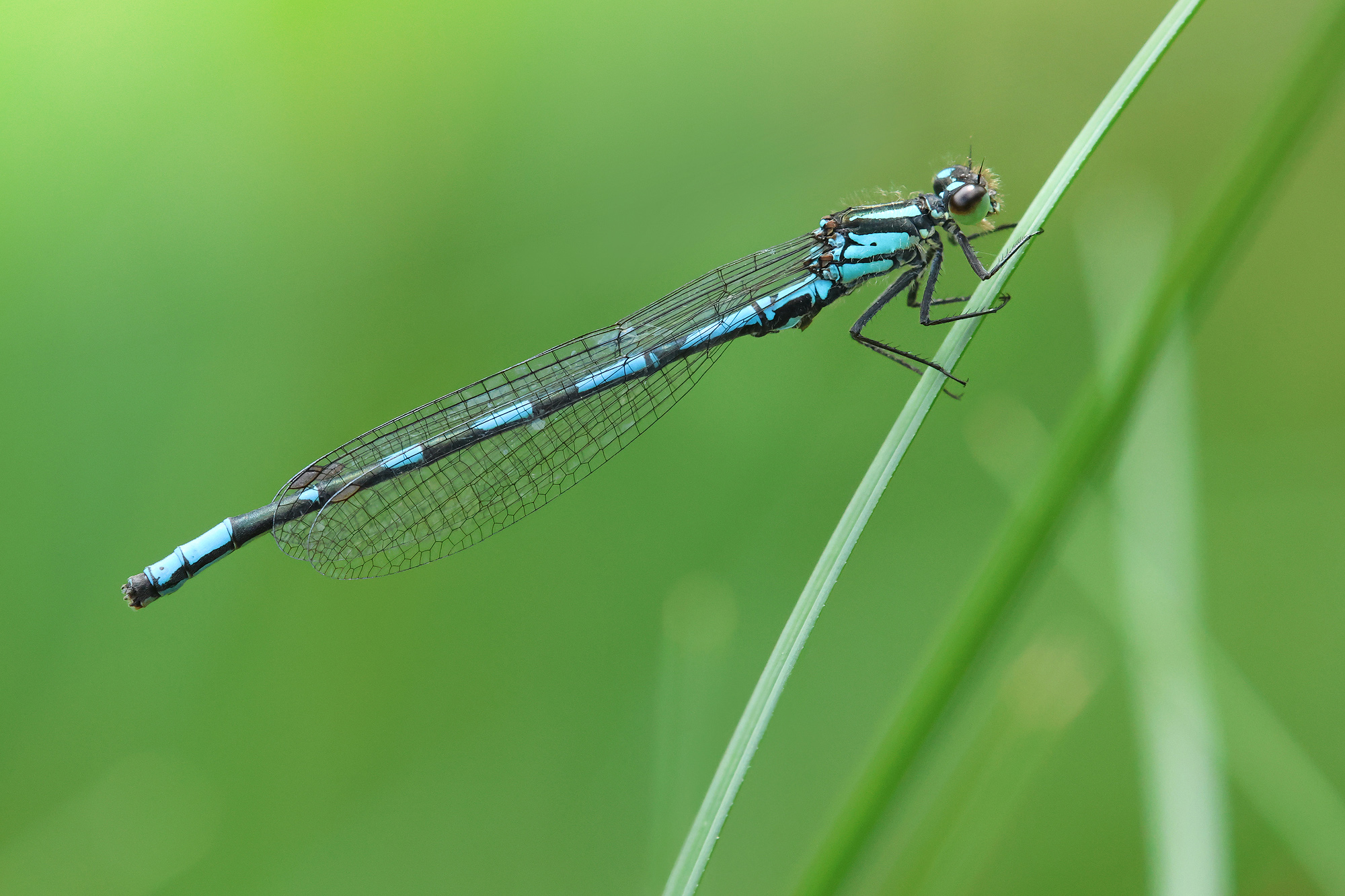 Sibirische Azurjungfer (Bileks Azurjungfer)