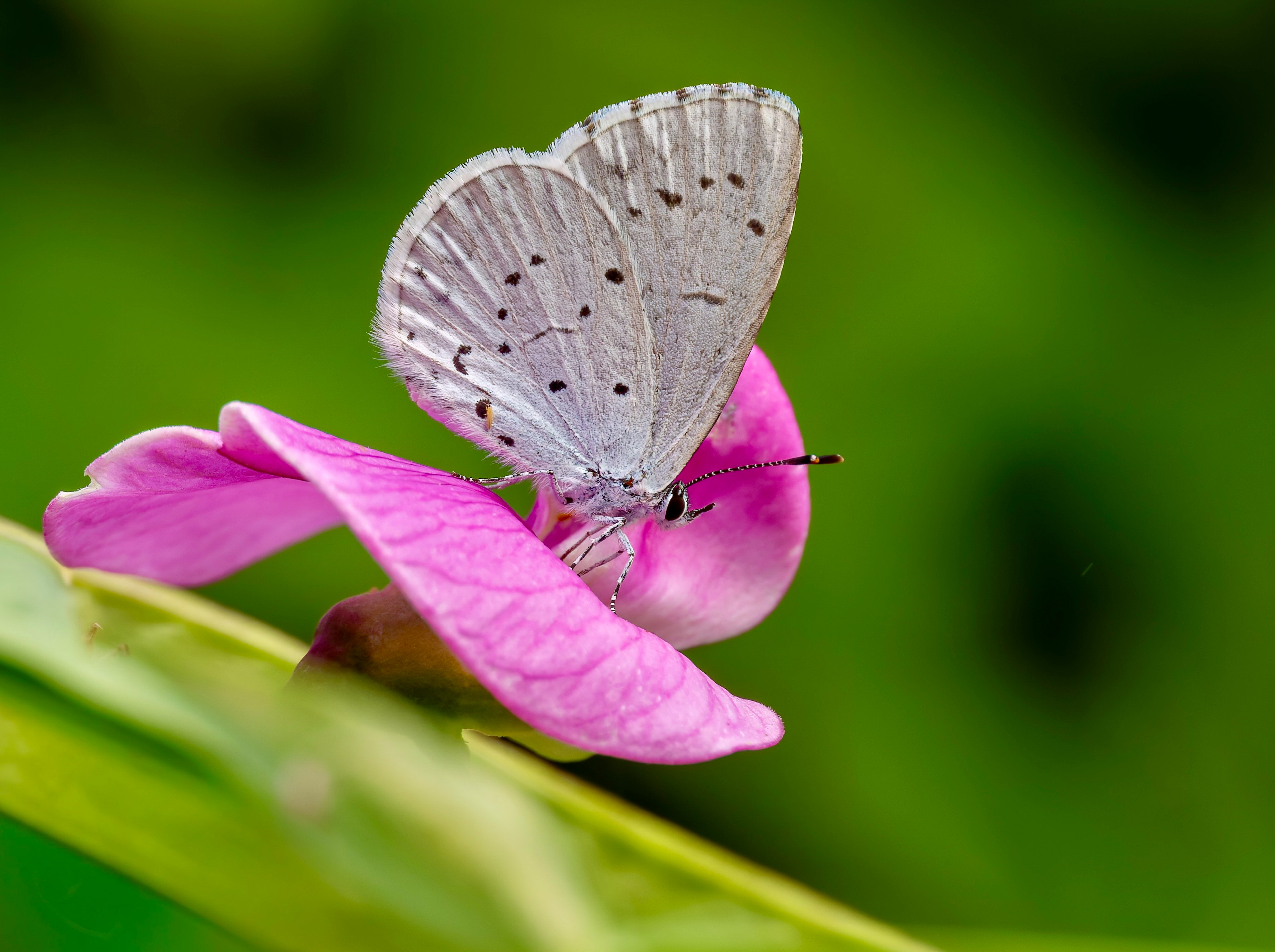 Faulbaum-Bläuling (Celastrina argiolus) mit Fluggast