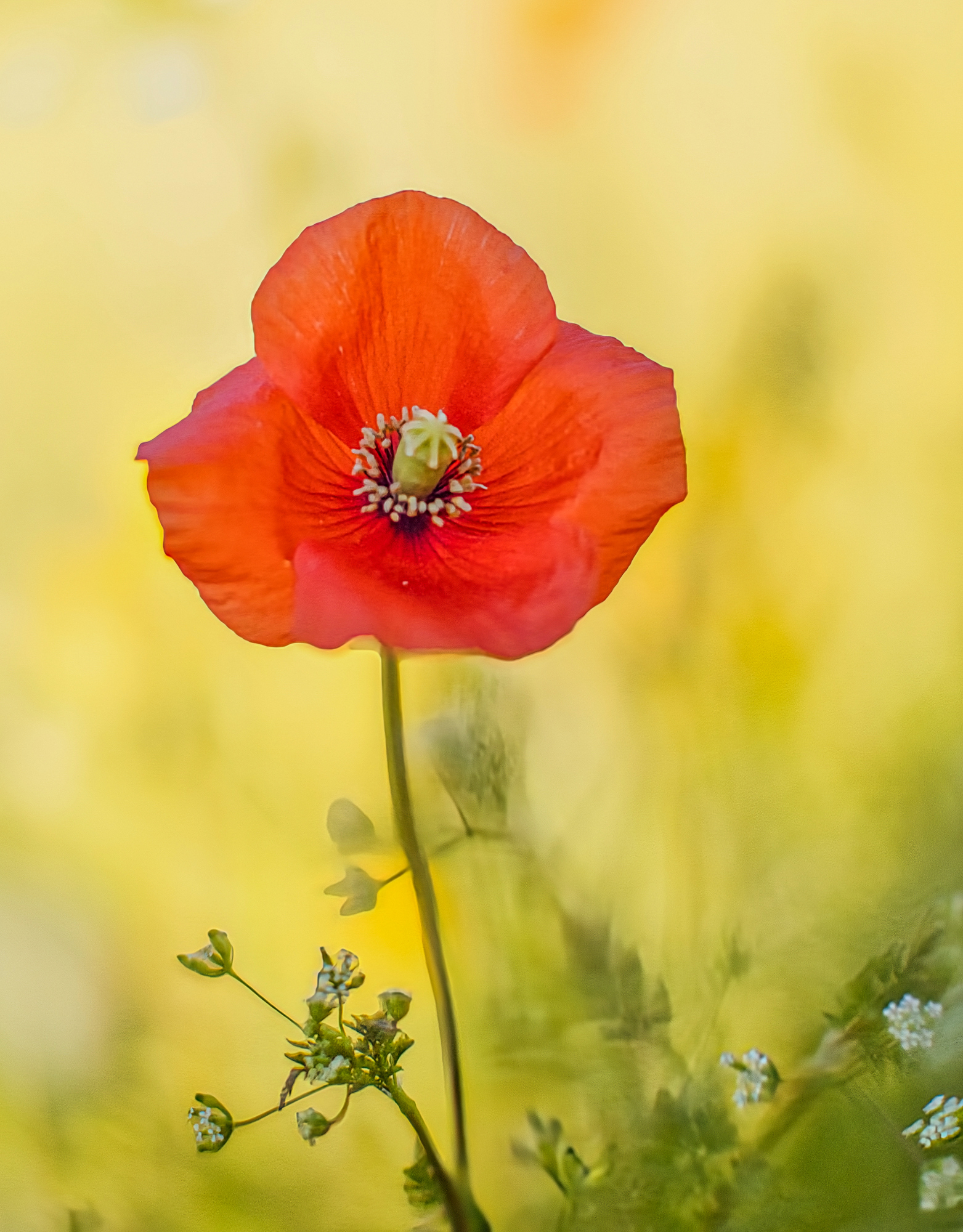 Mohnblume