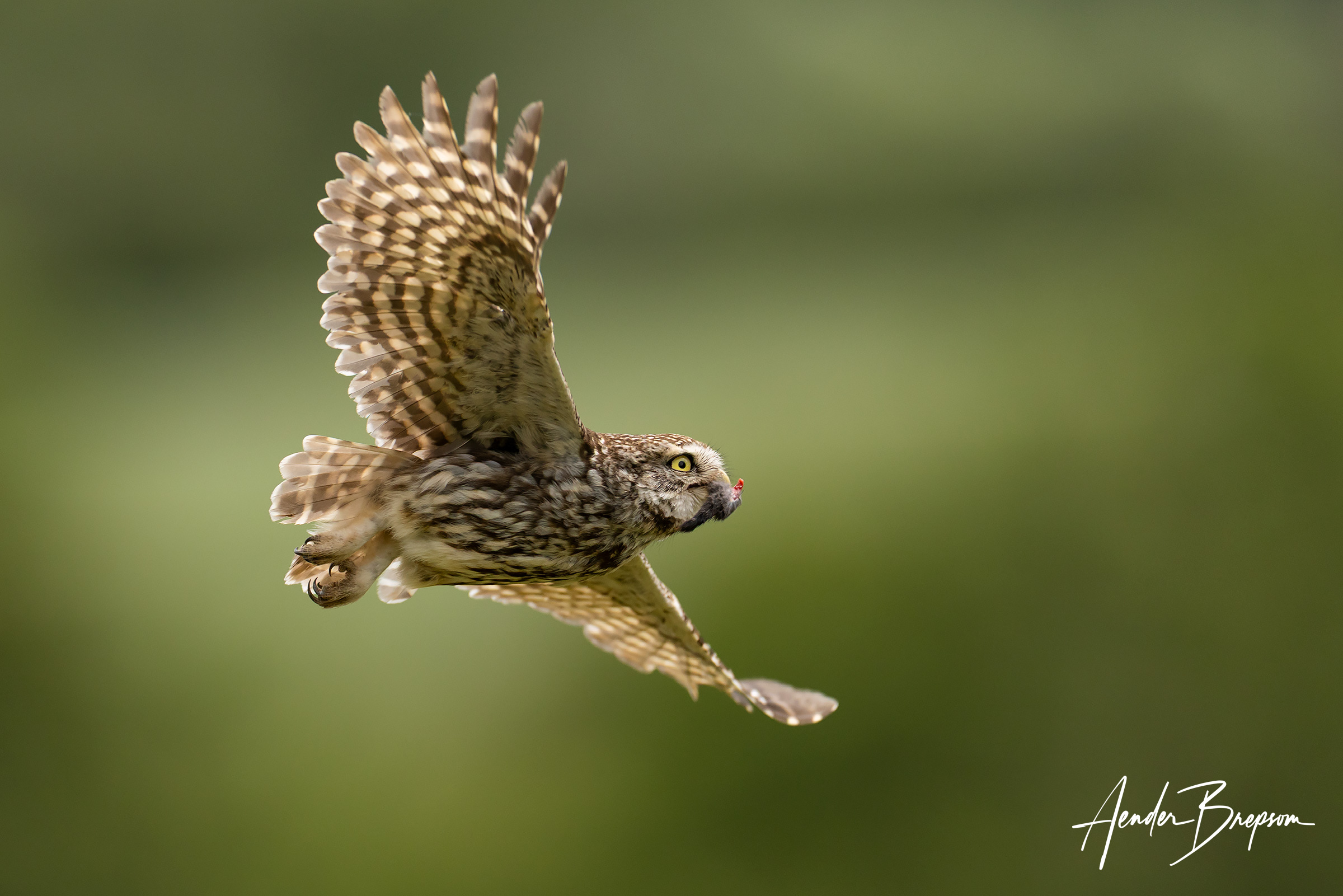 Steinkauz (Athene noctua)