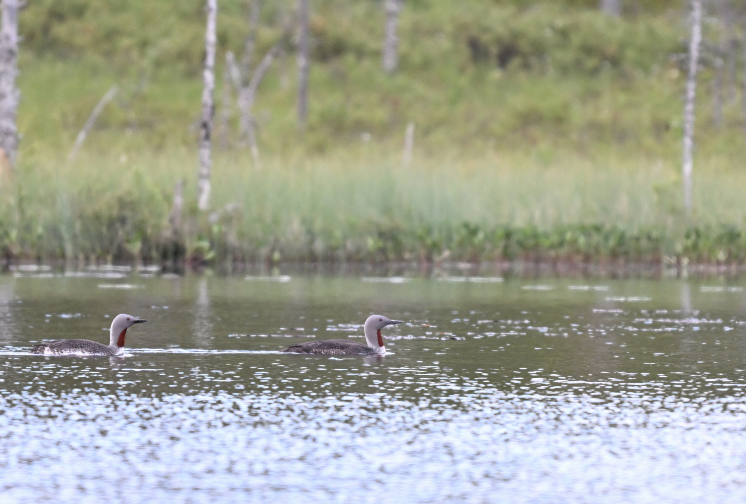 Sterntaucher auf ihrem See