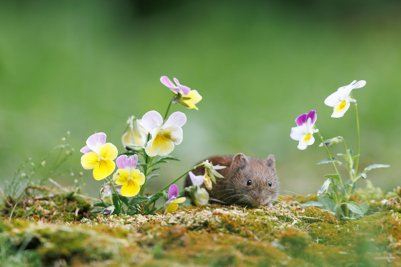 Durch die Blume..