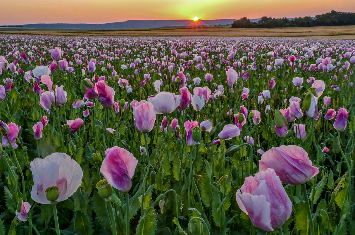 Mohnfeld zum Sonnenaufgang