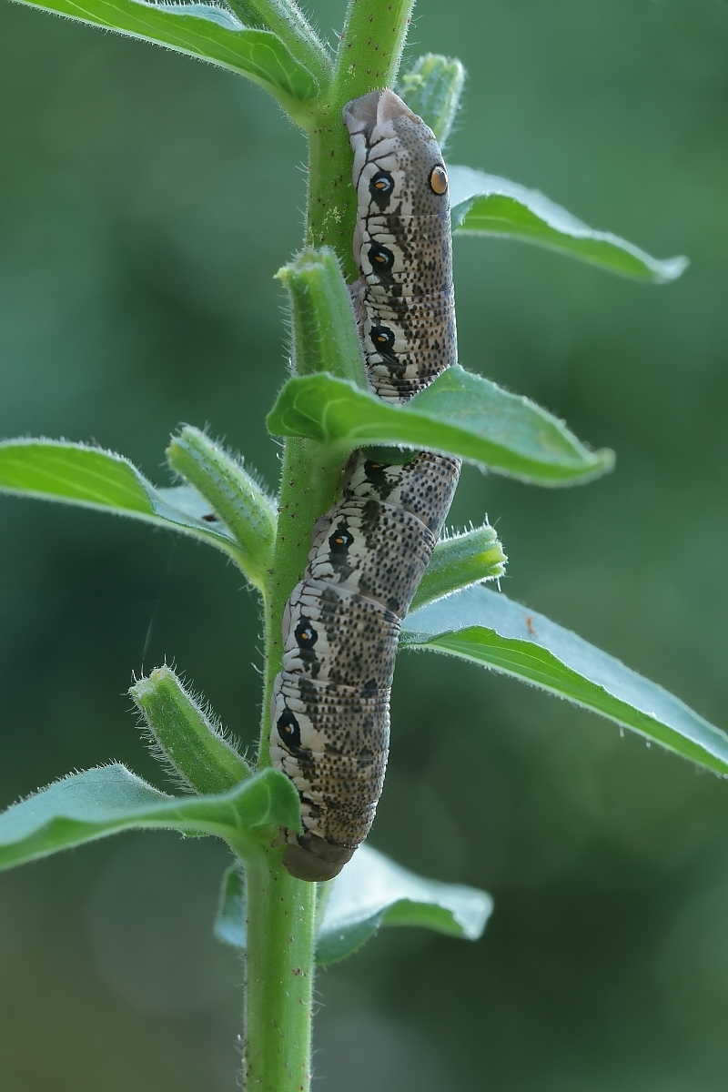 Aus dem Garten