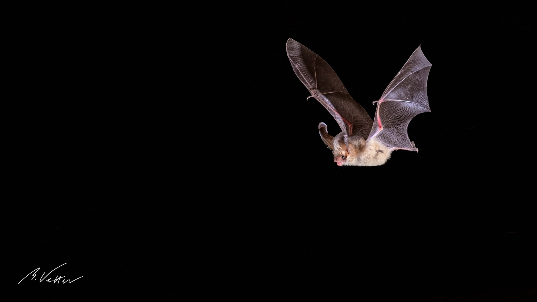 Nachts am Teich - Fledermaus