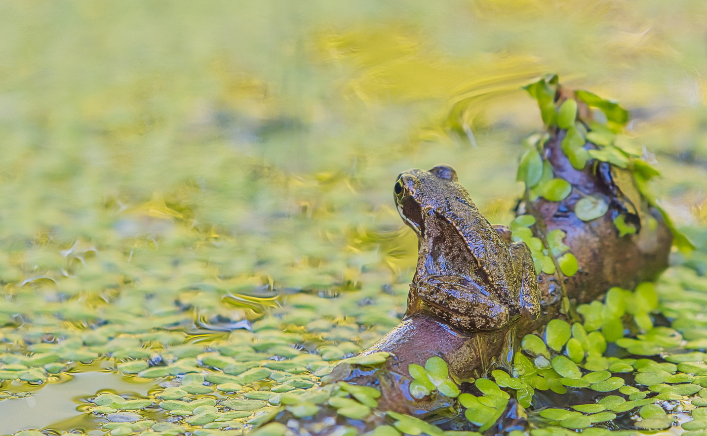 Moorfrosch