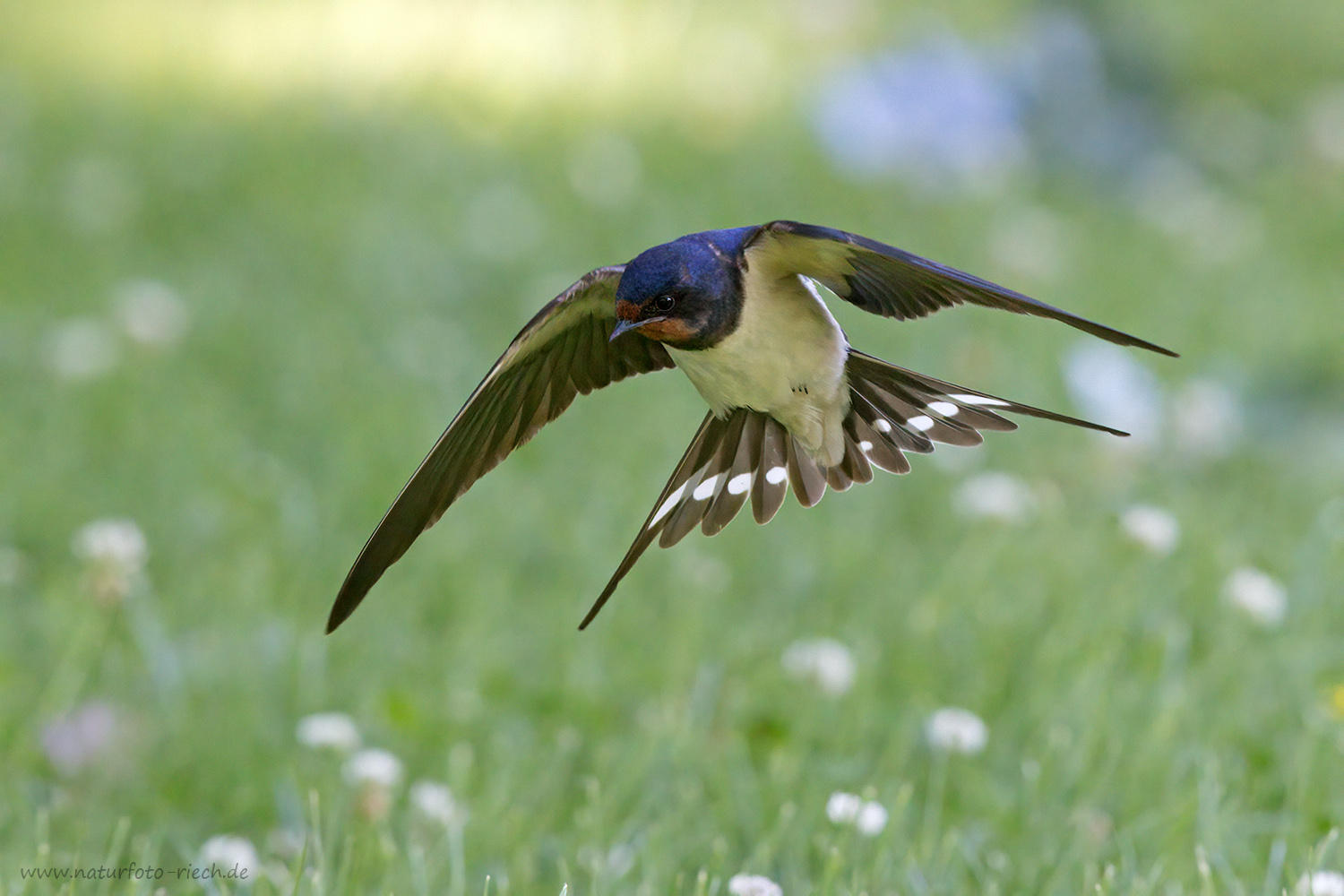 Suchflug