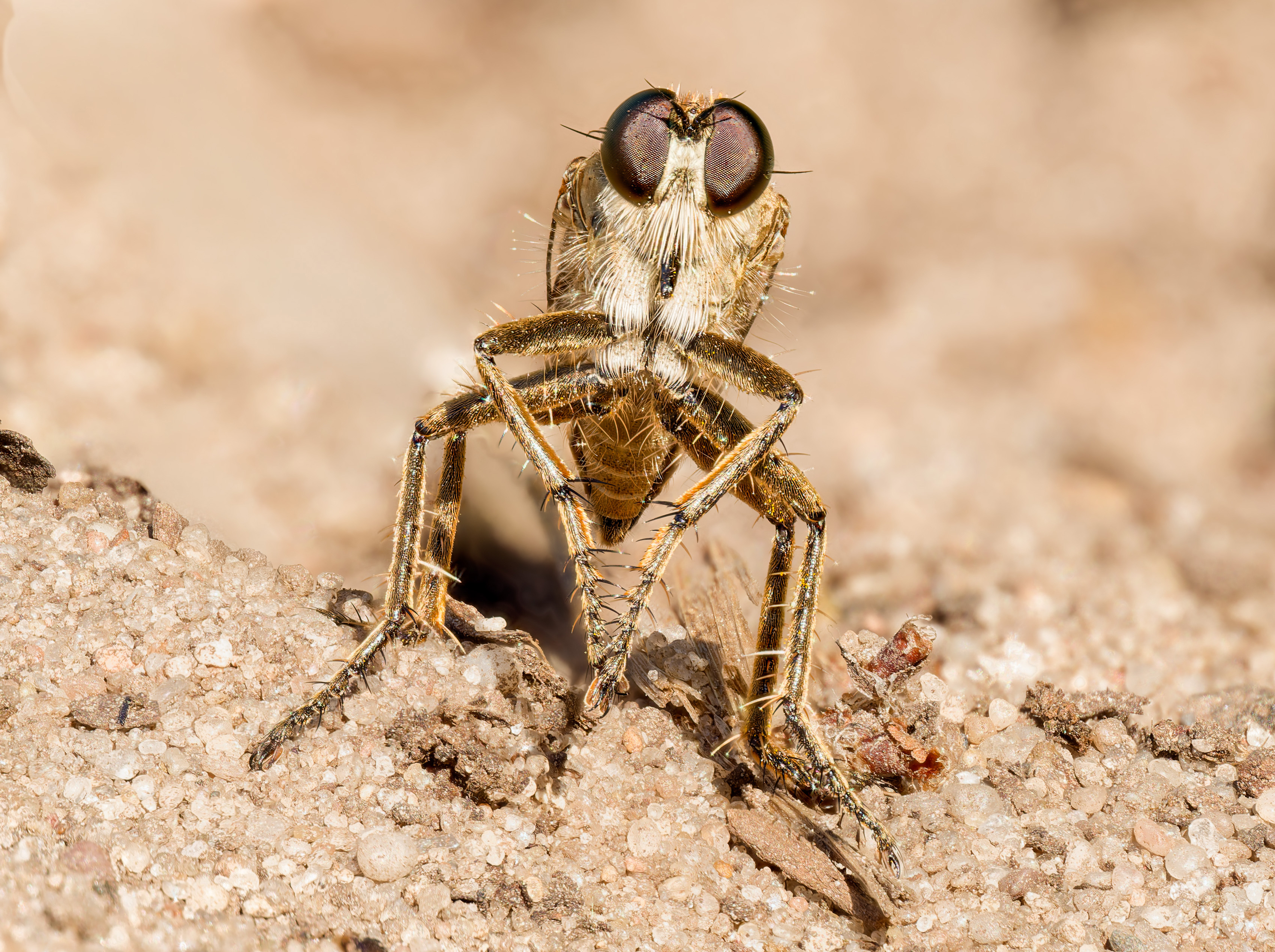 Die Sand-Raubfliege (Philonicus albiceps)