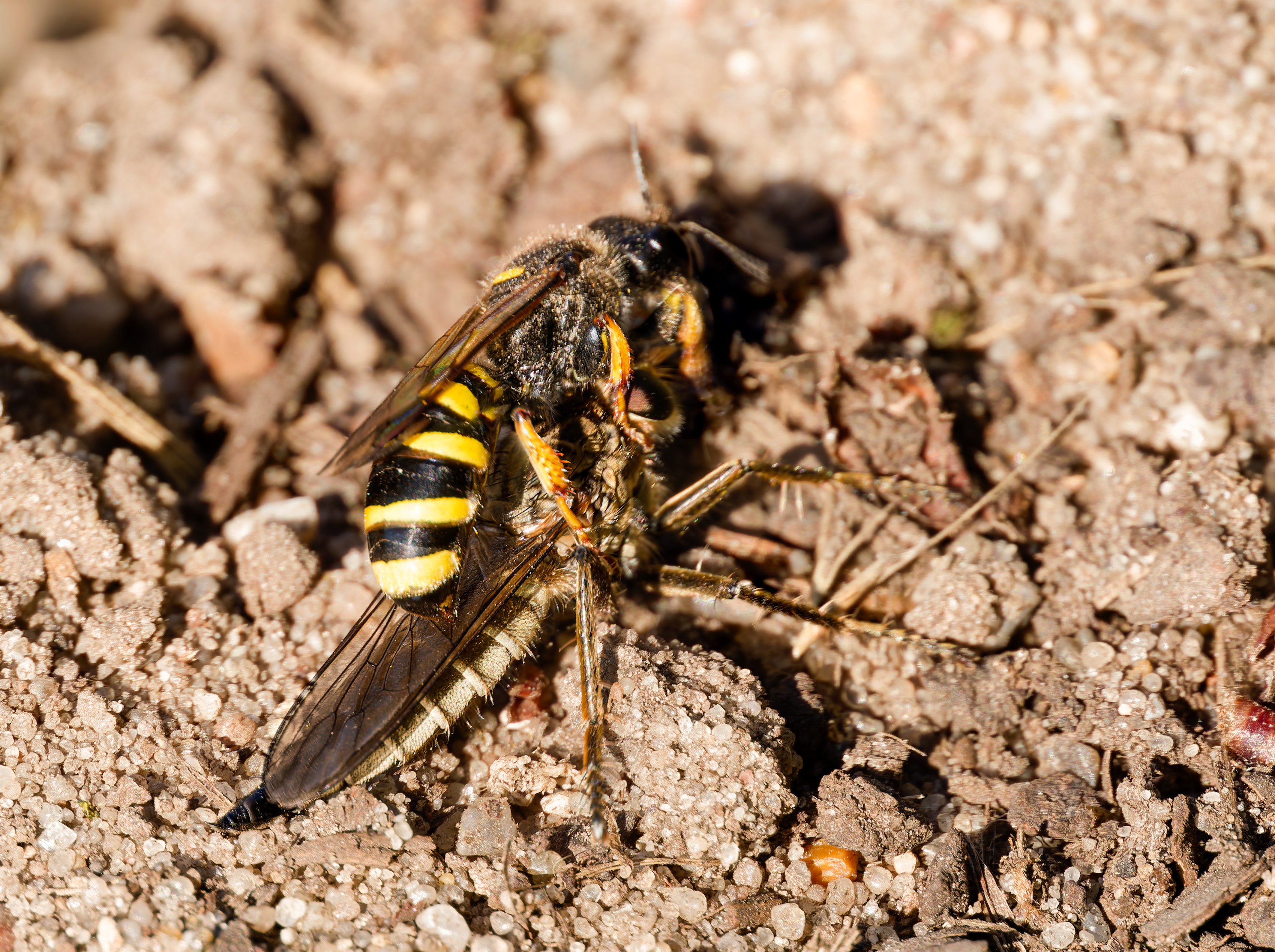 So schnell endet eine Raubfliege!