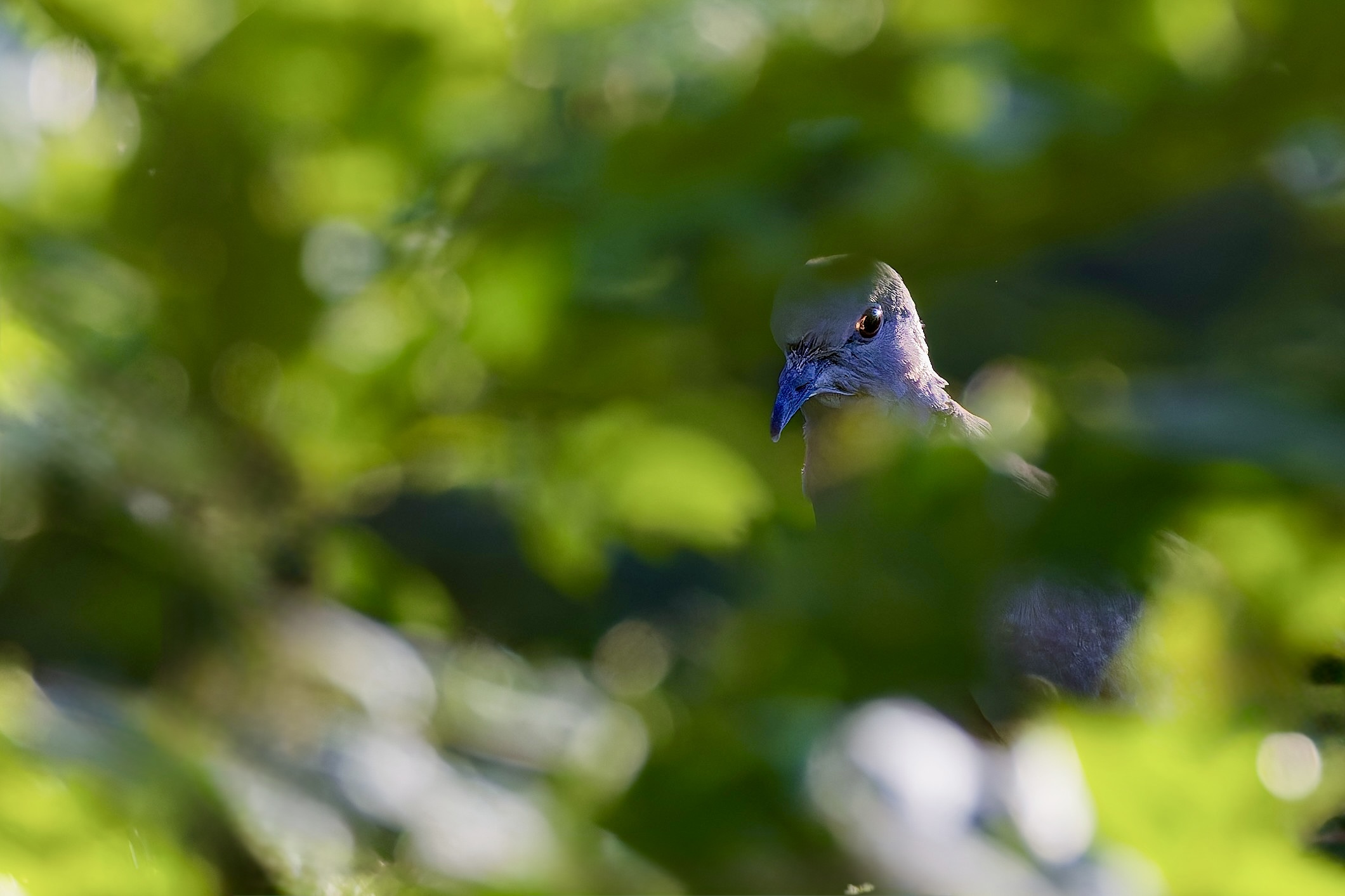 Spion ?