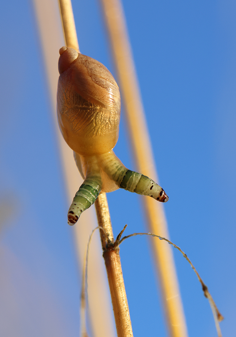Leucochloridium paradoxum