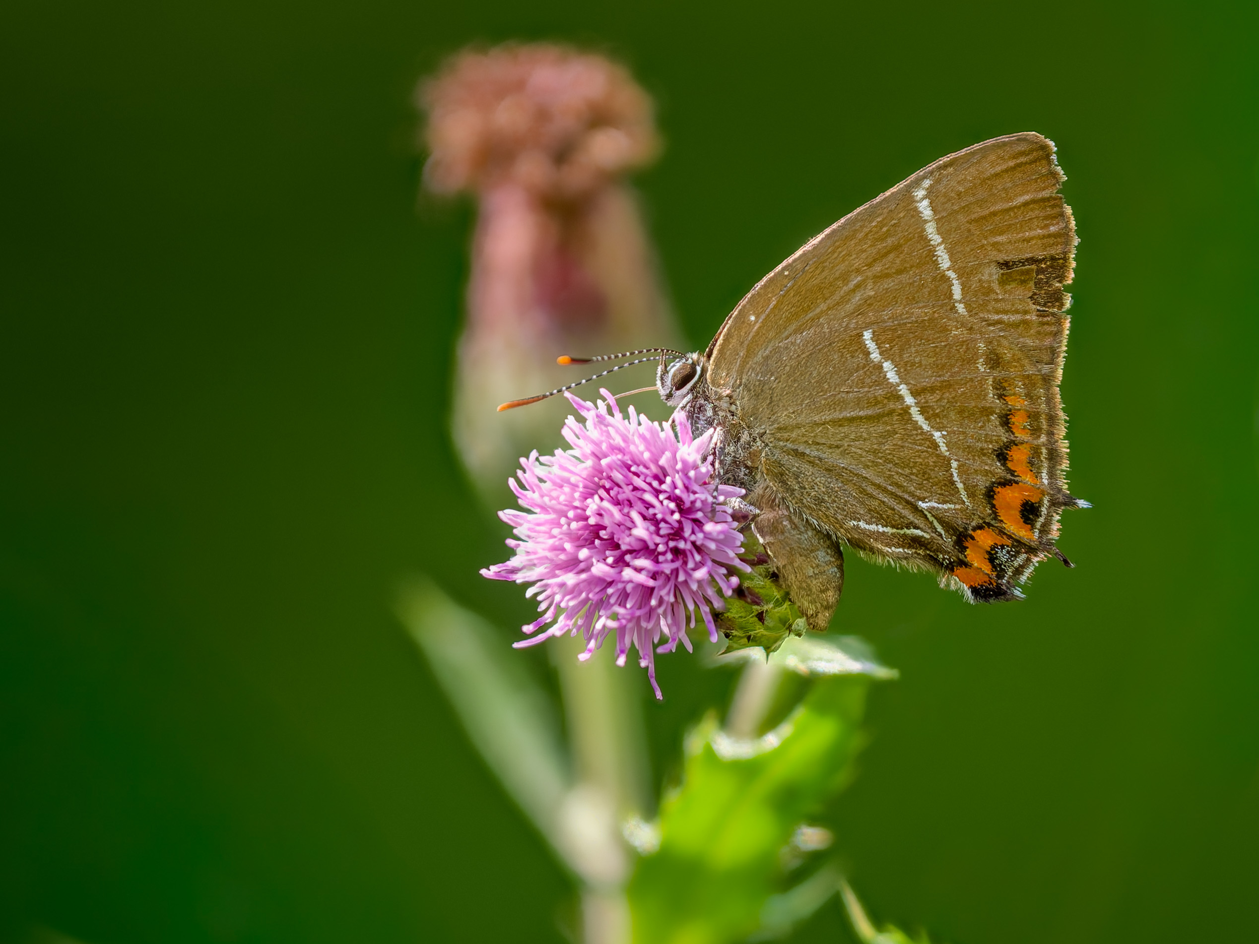 Ulmenzipfelfalter (Satyrium w-album)