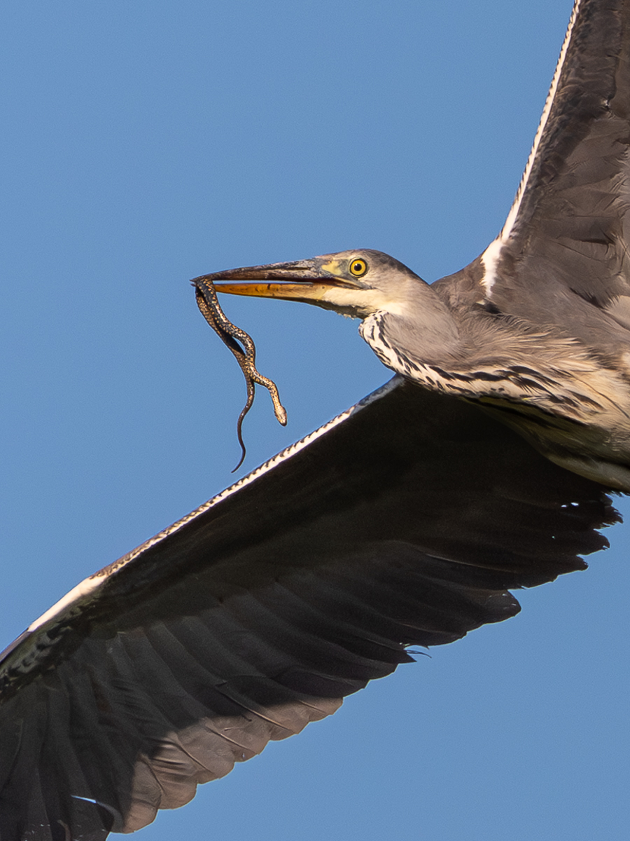 Eine fliegende Graureiher-Schlange