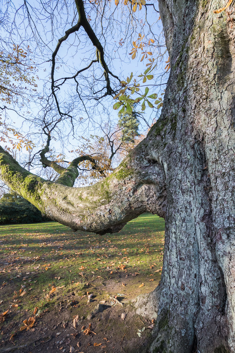 Elefant im Baum