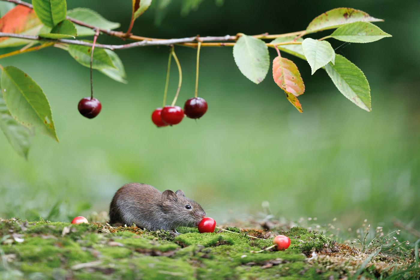 Mmh lecker...