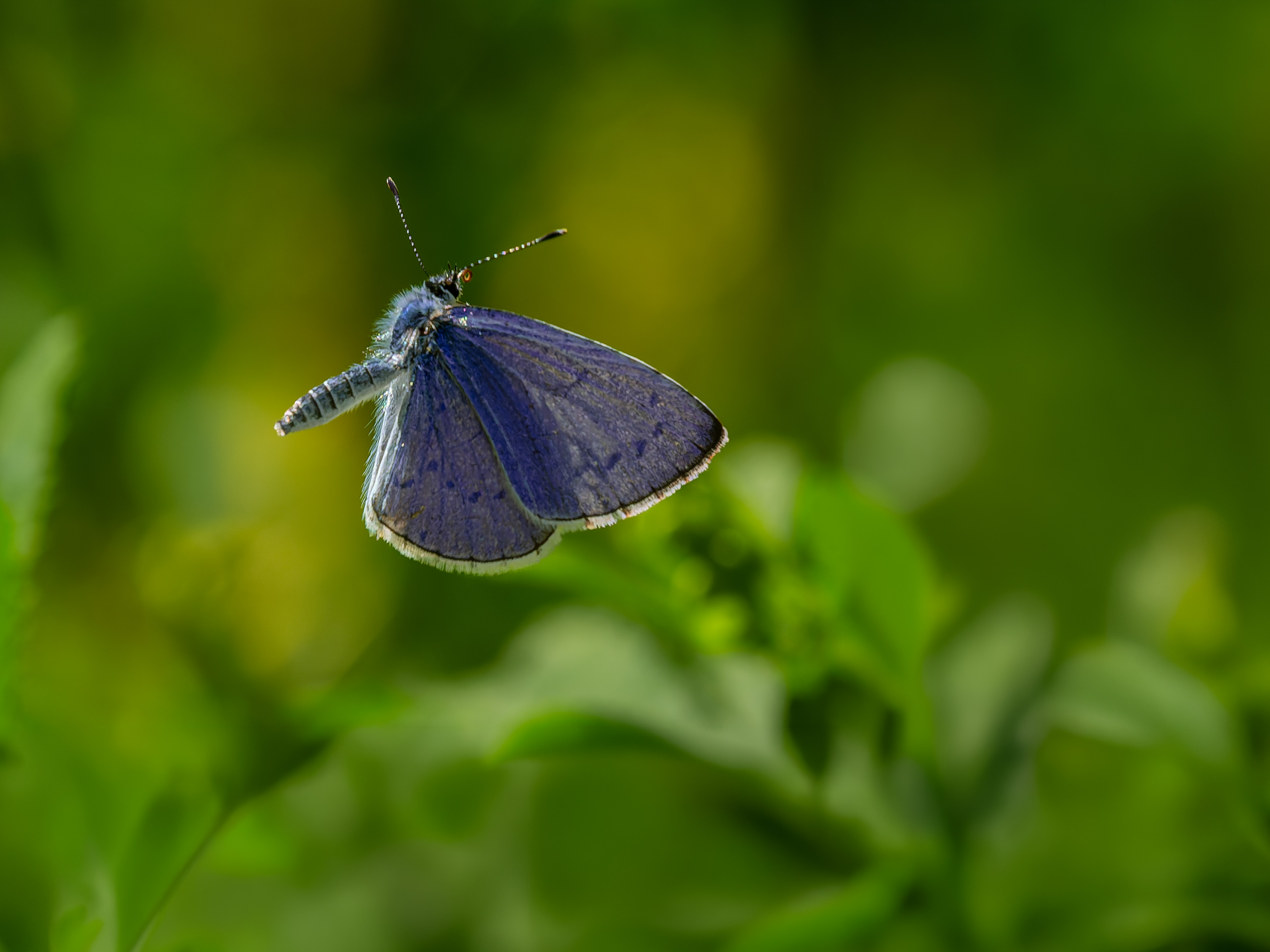 Flugbild eines männlichen Faulbaum-Bläuling (Celastrina argiolus)
