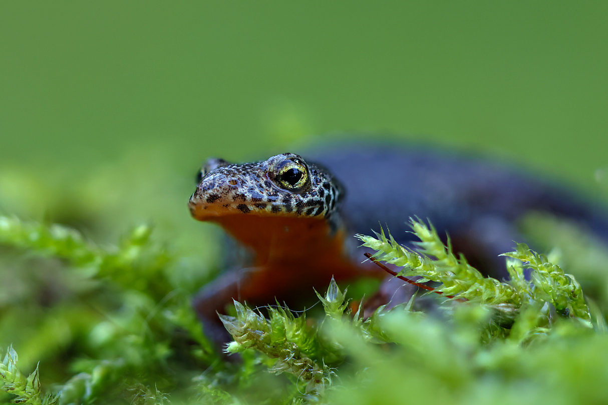 Auge im Auge mit dem Bergmolch