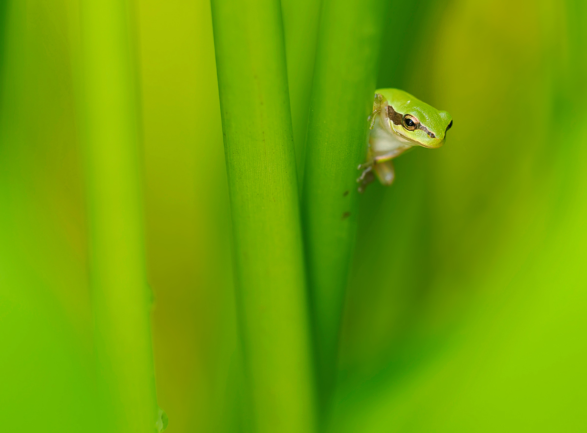 Babyfrosch im Schilf