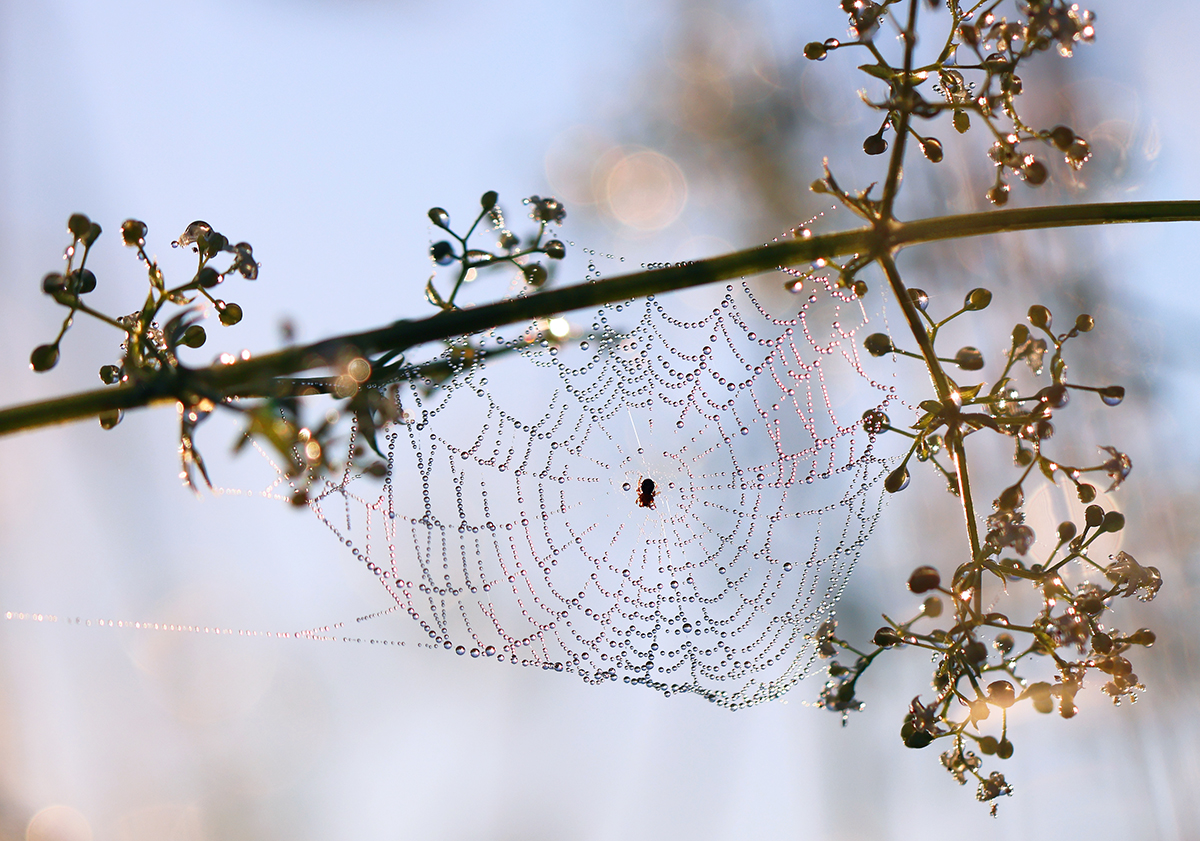 mitten im Perlennetz