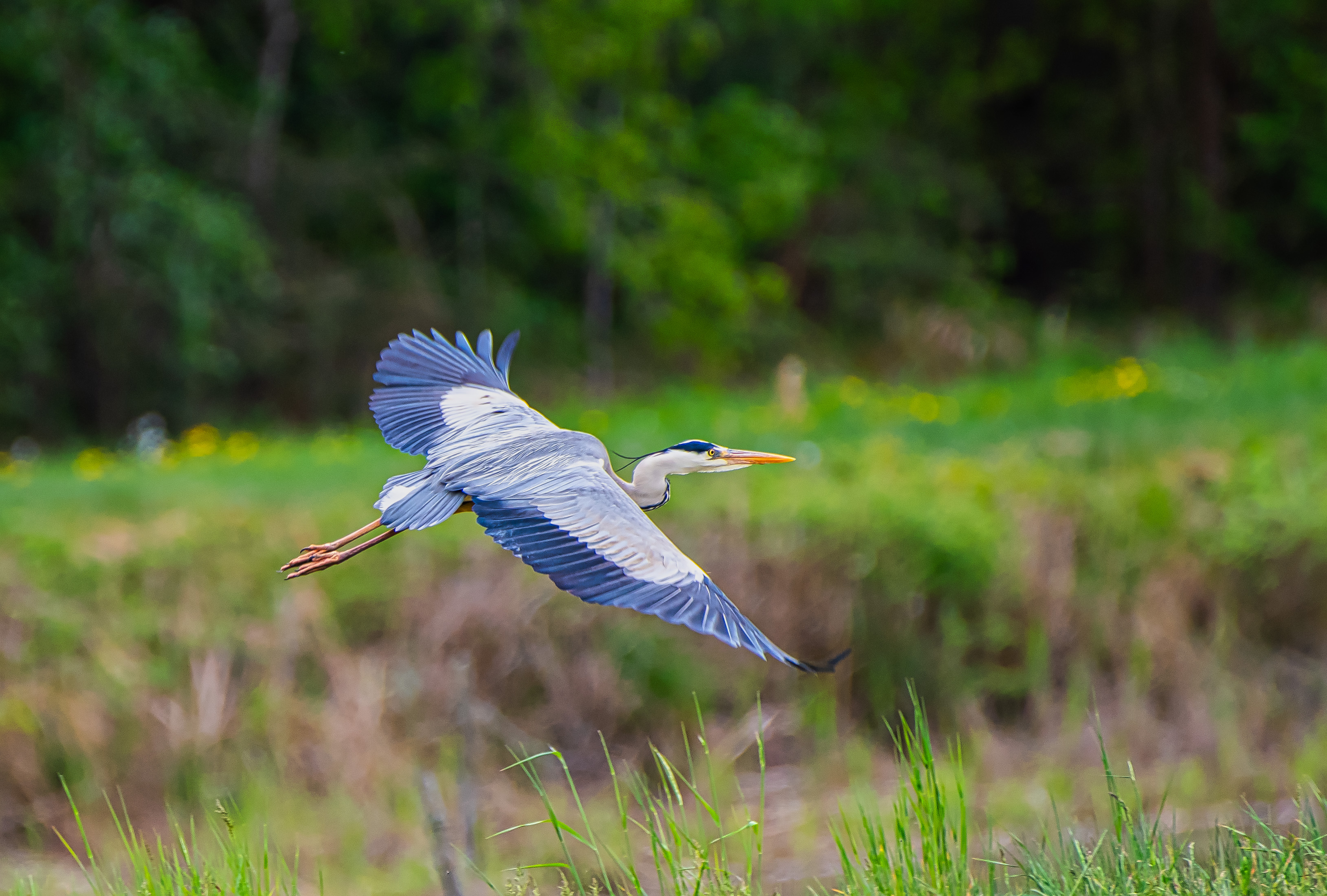 Graureiher beim Abflug