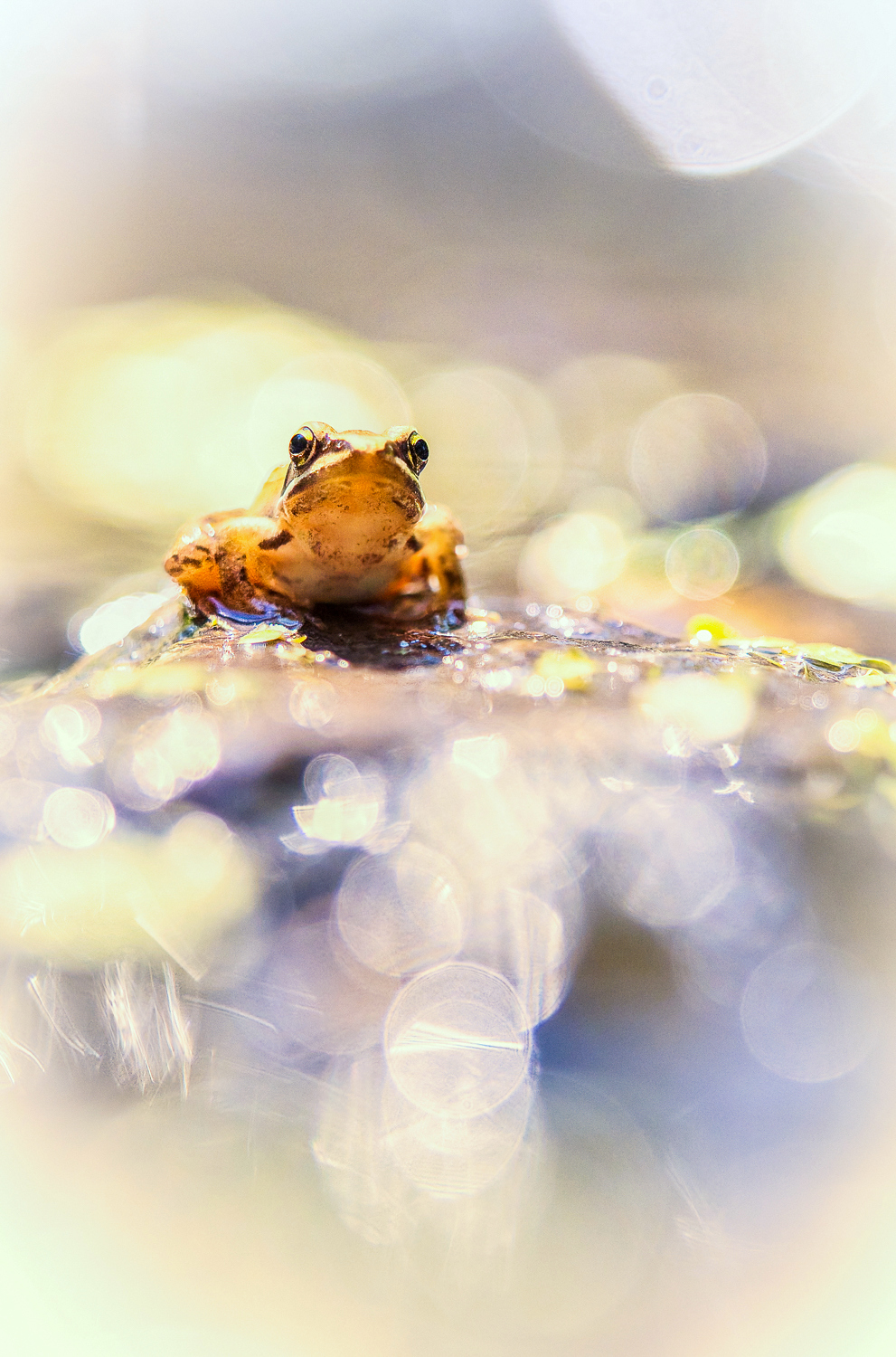 Glitzerwelt II