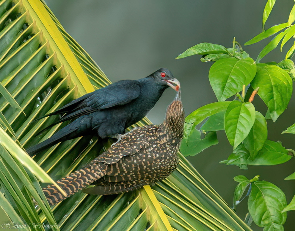 Asian Koel