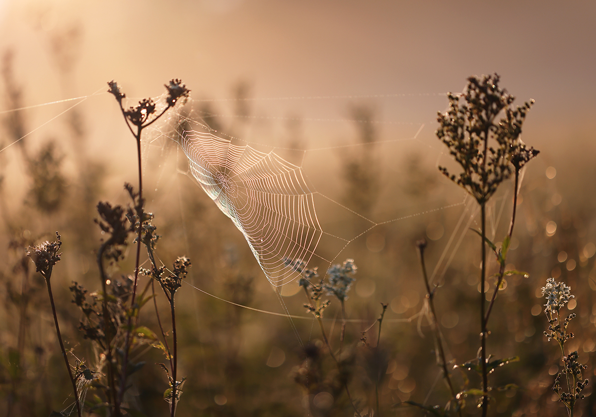 morgens in der Wiese