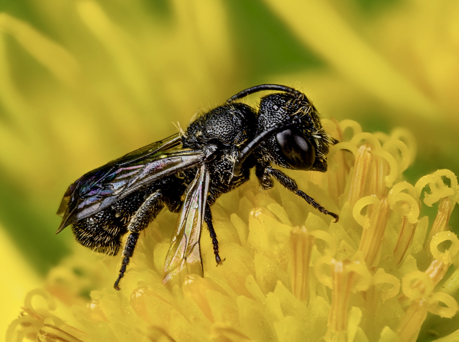 Ein Männchen einer Gewöhnlichen Löcherbiene (Heriades truncorum)