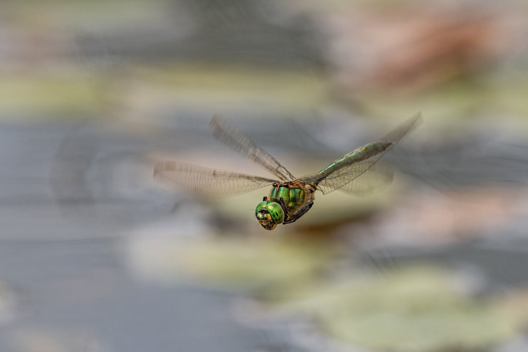 Falkenlibelle